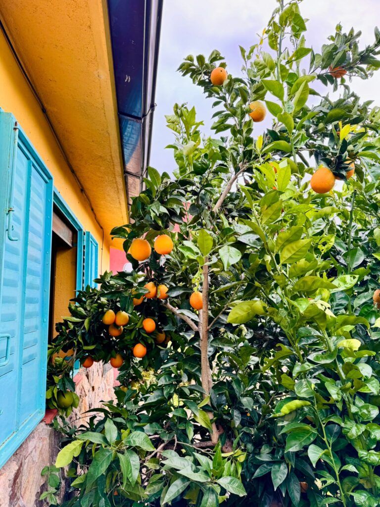 Close-up of an orange tree in the garden at Las Gesillas forest finca.