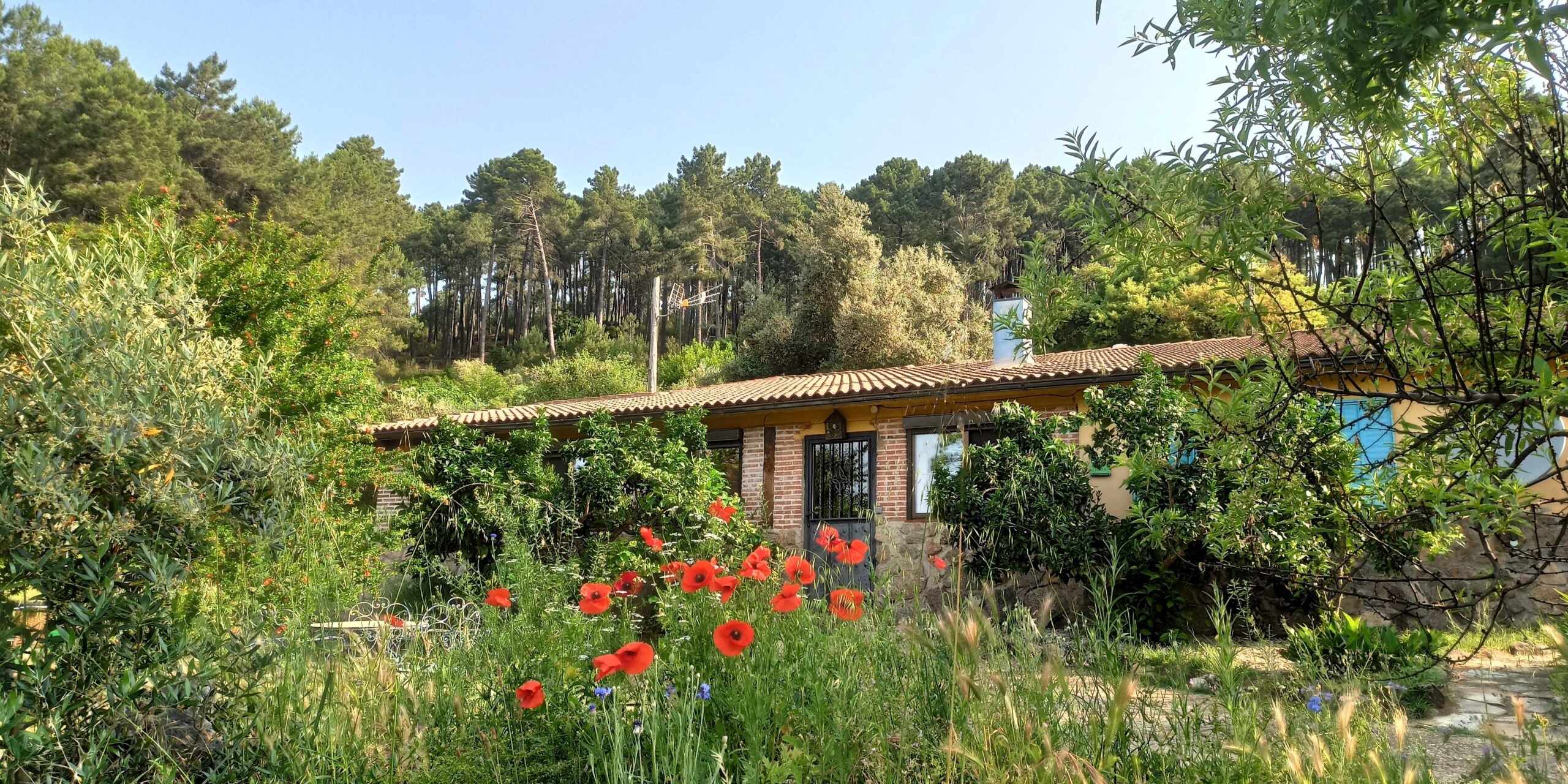 Exterior of Las Gesillas forest finca and nature retreat, showing the house surrounded by pine and oak trees in the Sierra de Gredos.